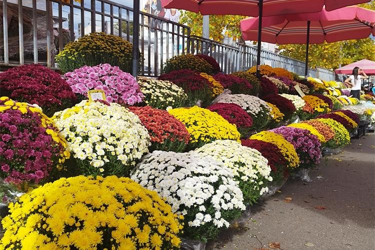 Slika /slike/DIRH - cvijeće.jpg